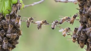 abelhas-trabalhando-em-conjunto-uma-sustentando-a-outra